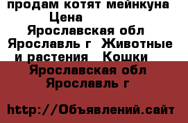 продам котят мейнкуна › Цена ­ 13 000 - Ярославская обл., Ярославль г. Животные и растения » Кошки   . Ярославская обл.,Ярославль г.